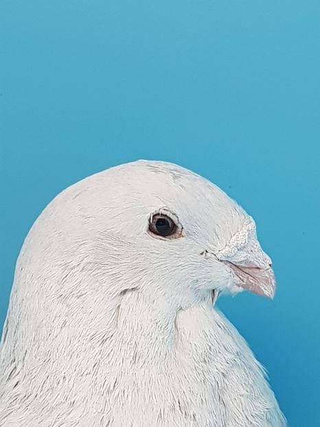  - Femele argintii - matca 2018