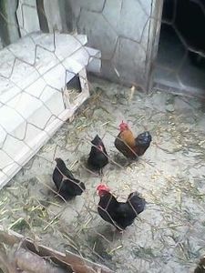 2 cocoșei și 2 puicuţe - Matca de găini pitice 2015