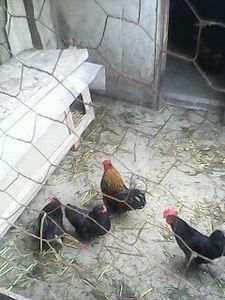 received_1688834518044390 - Matca de găini pitice 2015