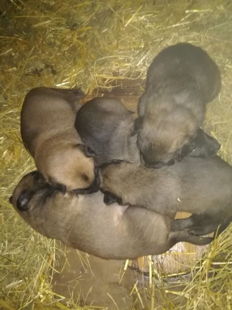AVEM 3 SAPTAMANI - CIOBANESC BELGIAN MALINOIS AMINTIRI