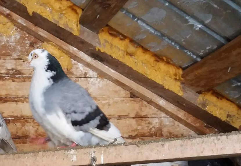 Mascul Tanar - 4-Jucatori de Galati