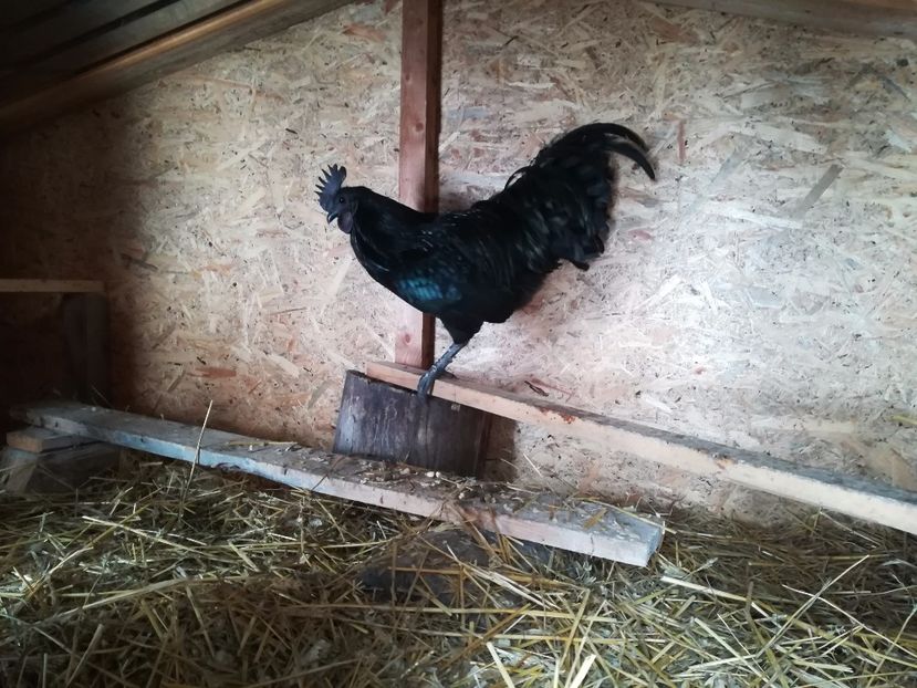  - Ayam Cemani