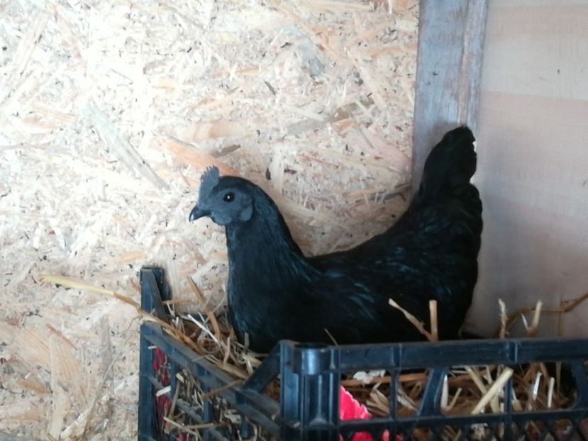  - Ayam Cemani