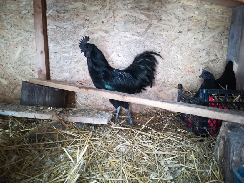  - Ayam Cemani