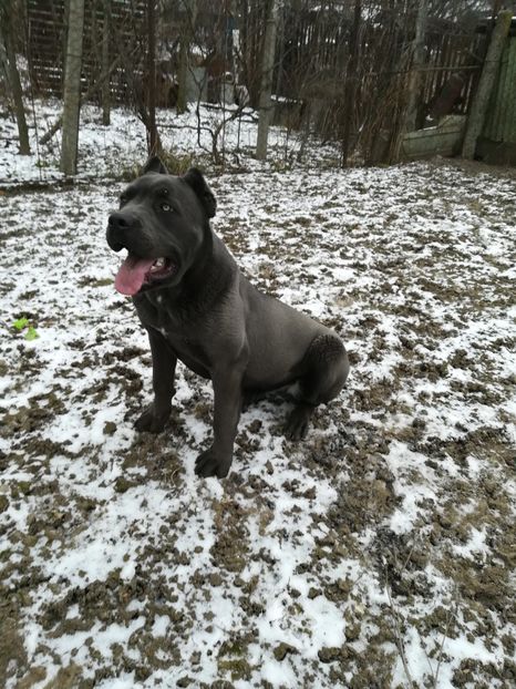  - CANE CORSO BLUE