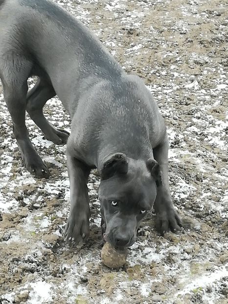  - CANE CORSO BLUE