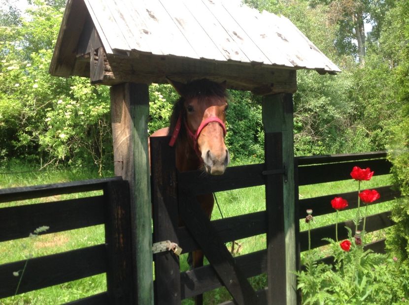  - Cai musafiri la Mosie