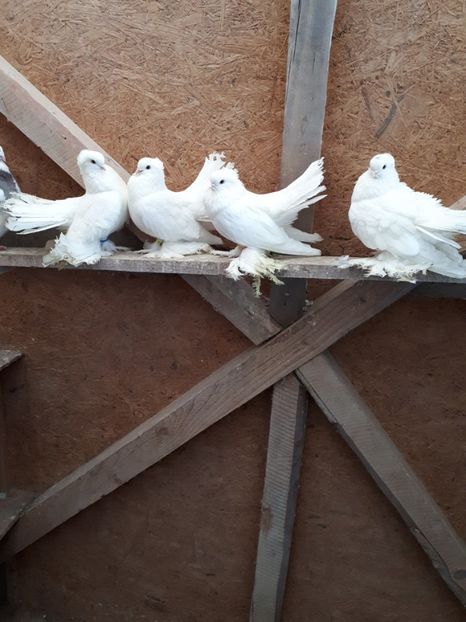 Siberieni 2018 - Porumbei Ornament