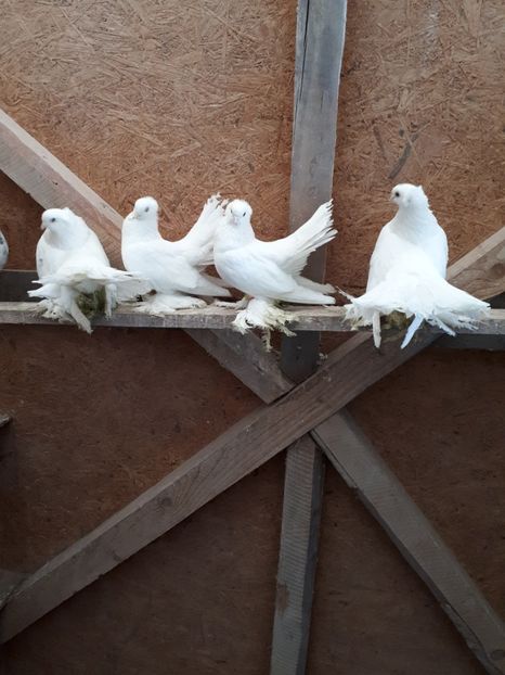 Perechi 2018 - Porumbei Ornament