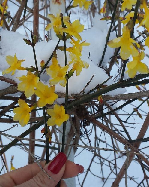 Jasminum Nudiflorum (iasomie de iarnă) - 00 2018 în grădină