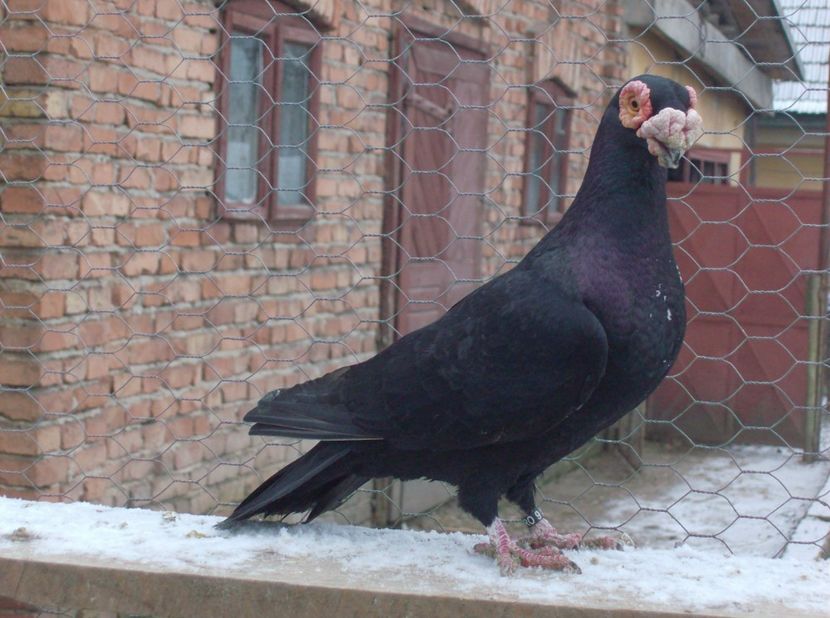  - Carunculati de oradea