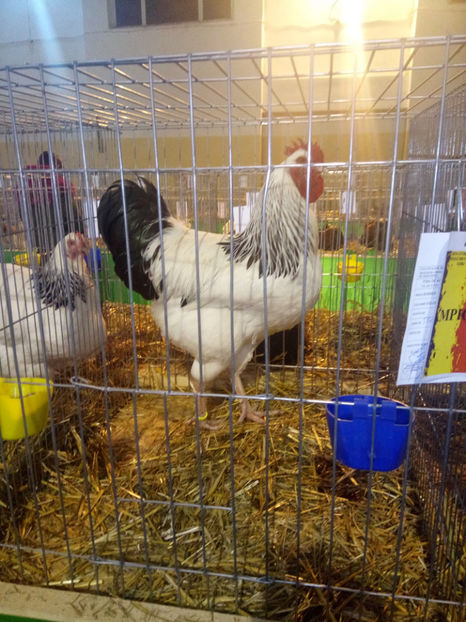 Expozitia de Păsări și Animale Mici de Rasă  - Tg- Jiu 5-7 ian 2018 - a - Contact