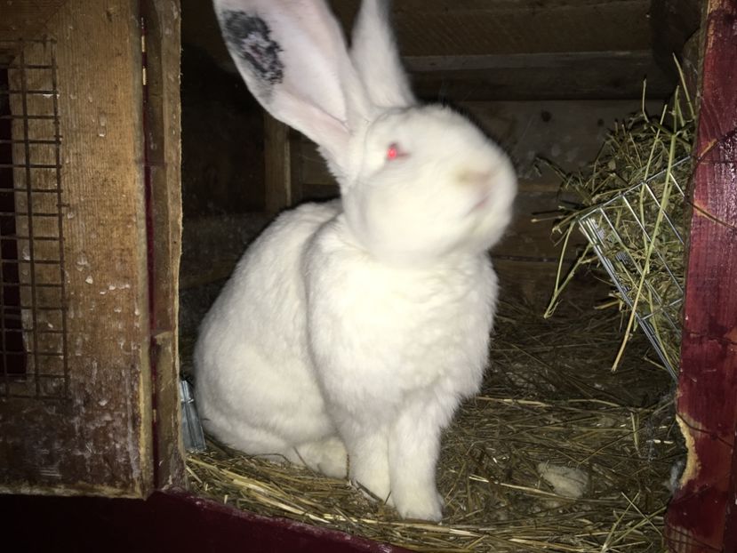 721B8CE1-C44F-40D7-AB7E-1094CC09853F - Californian