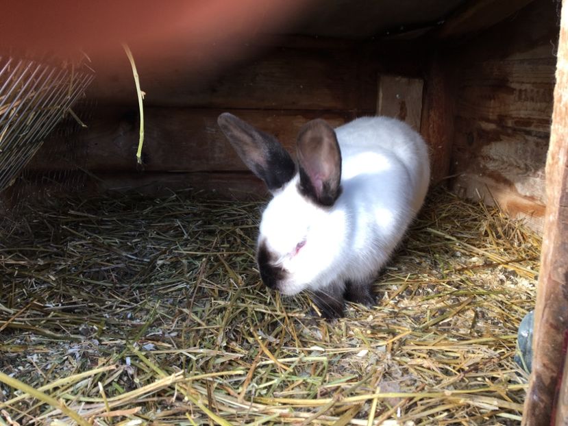 456B13B3-6228-483F-A831-94C1B04A29D3 - Californian