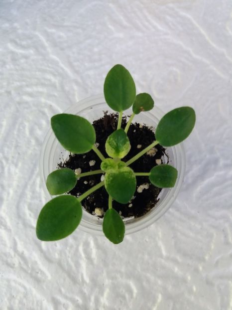 16 ian - Candy Fountain