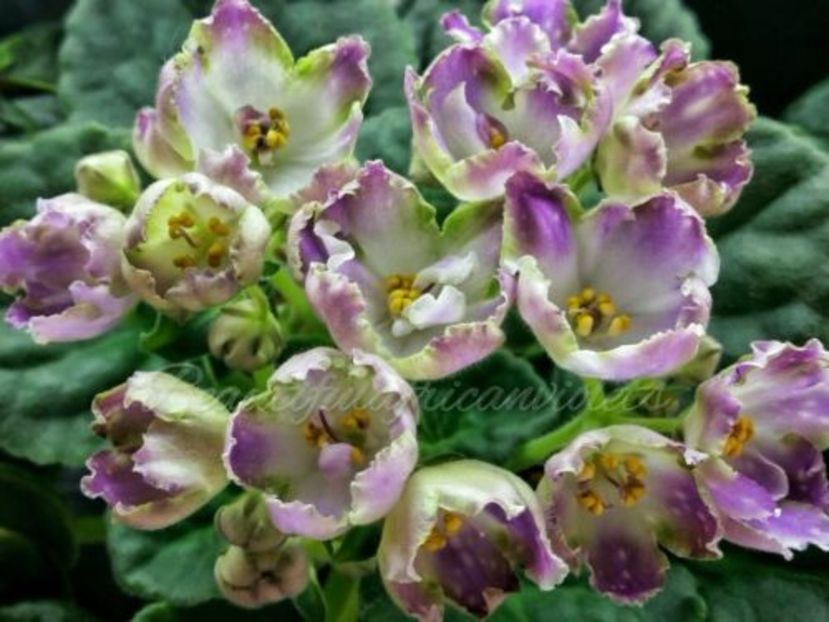 RS Palmira poza net - ZZ RS Palmira