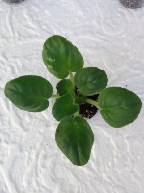 16 ian - ZZ RS Palmira