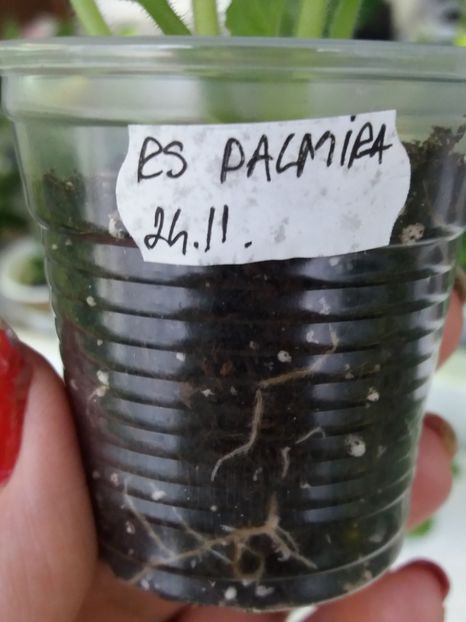 16 ian - ZZ RS Palmira