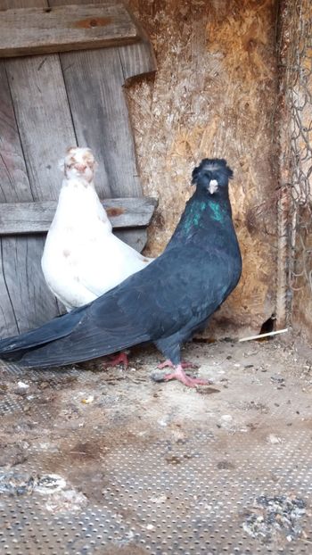  - Jucatori doua moturi 2018