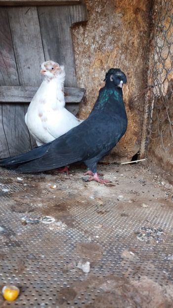  - Jucatori doua moturi 2018