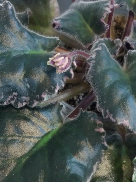 16 ian - ZZ LE Pariszkije Tainy