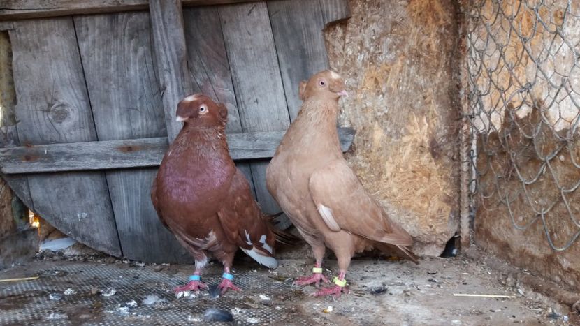  - Jucatori doua moturi 2018