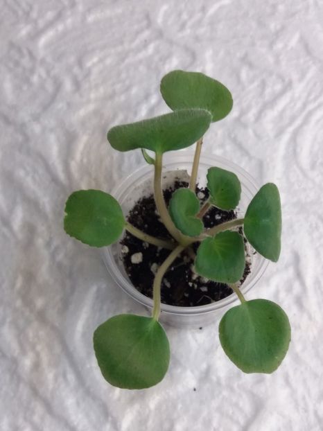 16 ian - ZZ Blue Tail Fly