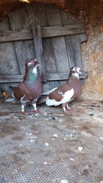  - Jucatori doua moturi 2018