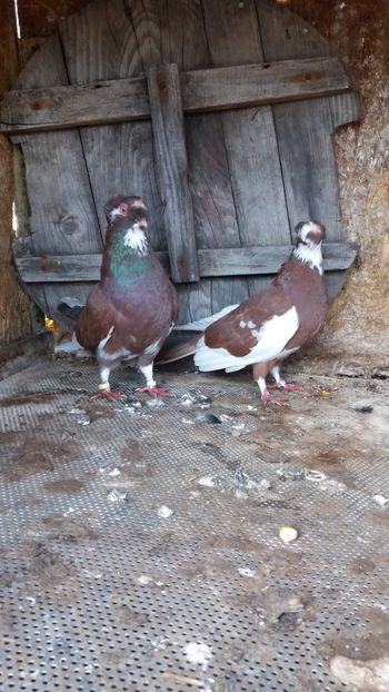  - Jucatori doua moturi 2018