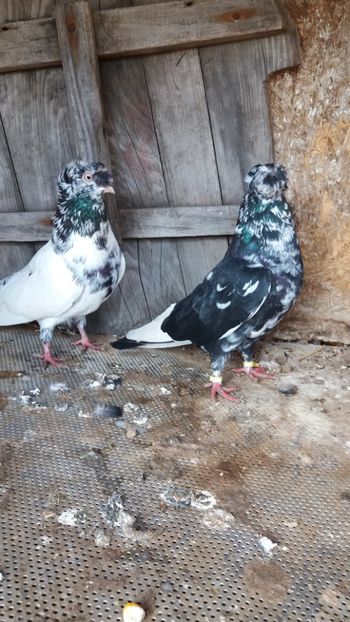  - Jucatori doua moturi 2018