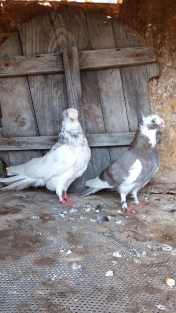  - Jucatori doua moturi 2018