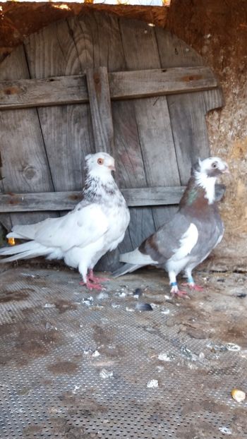  - Jucatori doua moturi 2018