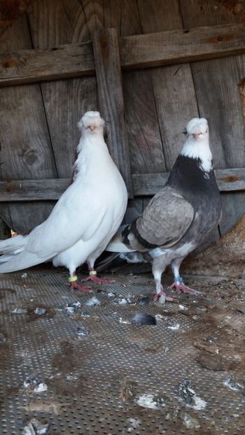  - Jucatori doua moturi 2018