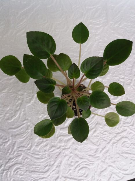 16 ian - ZZ Deer Path