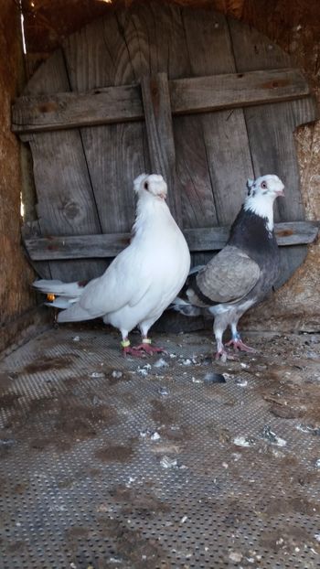  - Jucatori doua moturi 2018