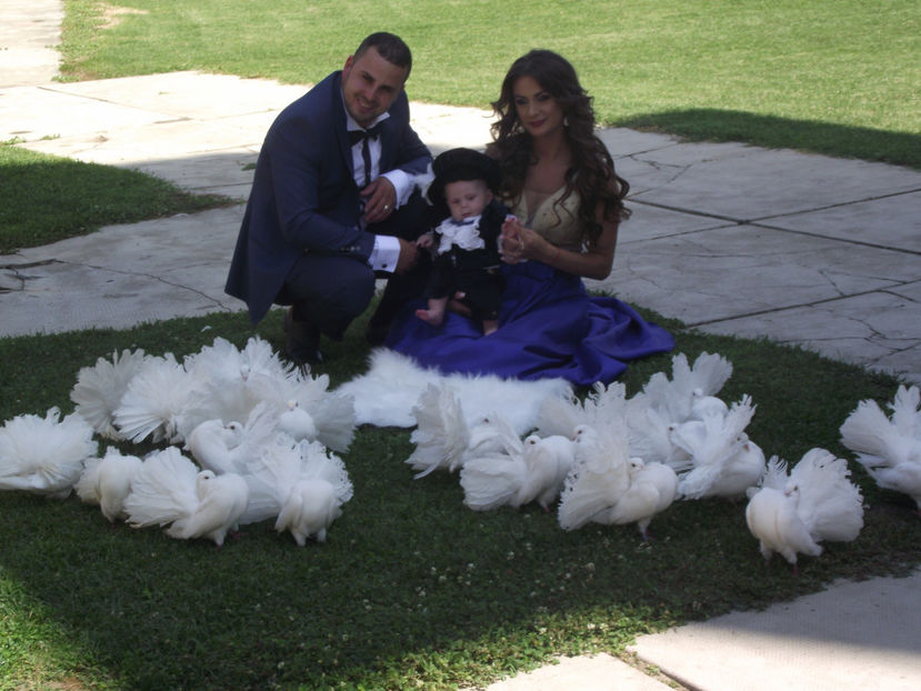 Botez - Porumbei albi voltati pentru nunti SATU MARE