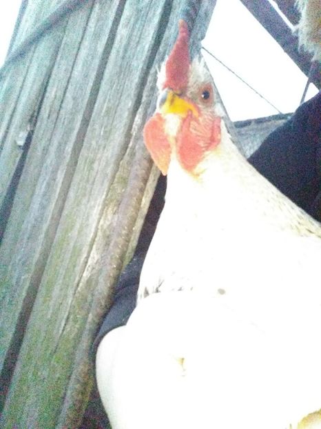 26909953_1596150613826158_1872219418_o - Gaini