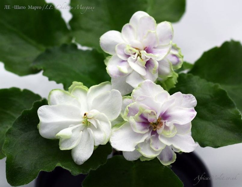 LE Château Margaux poza net - ZZ LE Chateau Margaux