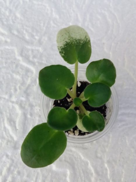 16 ian - ZZ Buckeye Cherry Topping