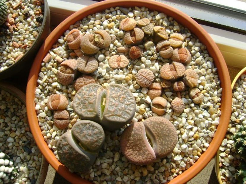 Lithops - Suculente 2018