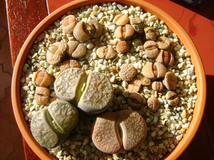 Lithops - Suculente 2018