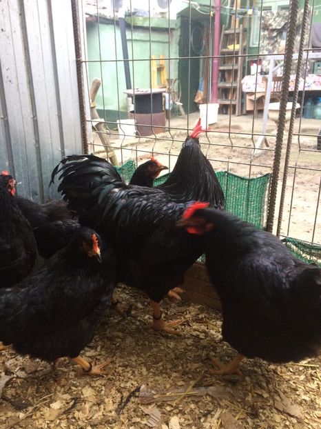 8035601A-48D0-4442-B998-CBCCECC01A48 - 2018 Plymouth negru