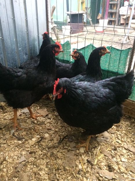 24278D97-F429-4D5A-B535-27F2BAA94C3F - 2018 Plymouth negru