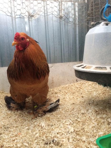 F92B79B1-FEFD-49D4-B444-E744E150CBD6 - 2018 Brahma Columbia pitic