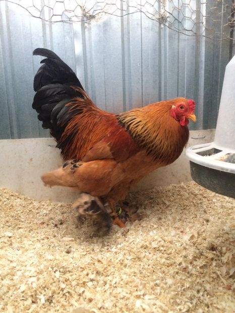 3C5BDC5F-EE1D-4456-8492-C506F9D356B9 - 2018 Brahma Columbia pitic