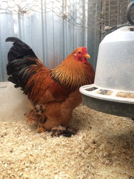 F4E4E92E-51F1-41CB-92C0-43F676A014BD - 2018 Brahma Columbia pitic