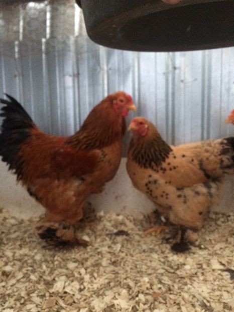 72154393-E823-44EA-B1CC-8395FFB41C0F - 2018 Brahma Columbia pitic