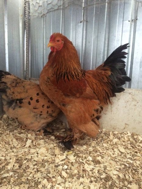 7DB56C0C-6F9C-48EF-B93A-82F411F76ED2 - 2018 Brahma Columbia pitic