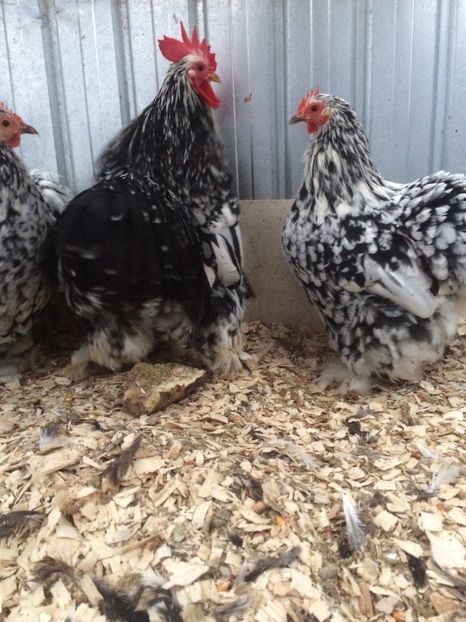 2104EE6E-89D6-40A7-901B-91F38B73B726 - 2018 Cochinchina Bobat pitic