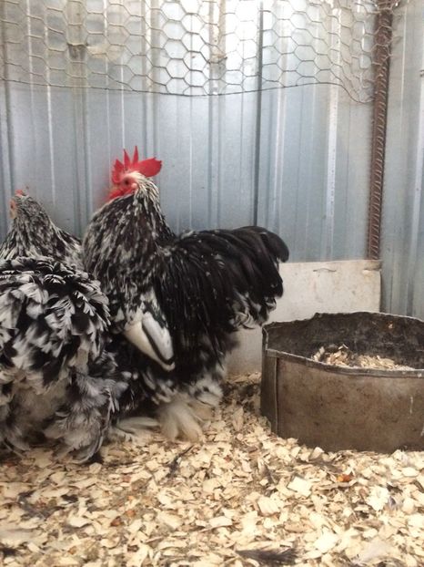 6A1FB92F-3137-4B3D-87E2-19119D64D8BE - 2018 Cochinchina Bobat pitic